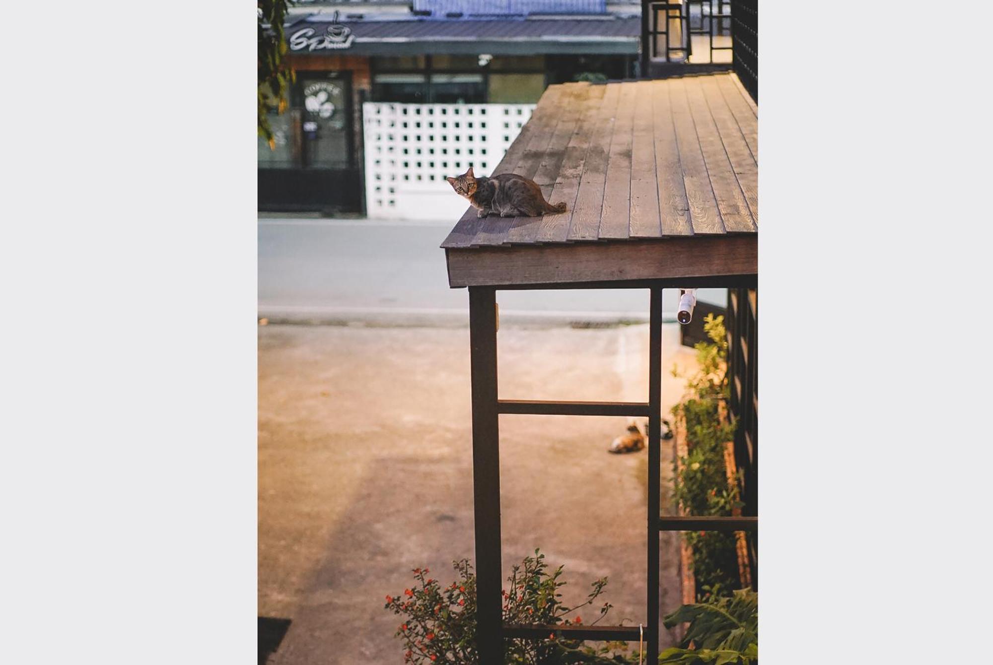 Sleepy House לינה וארוחת בוקר צ'יאנג ריי